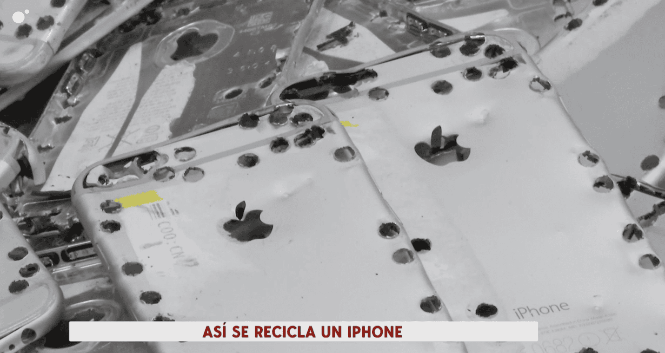 Apple Daisy - Cuatro @ Breda